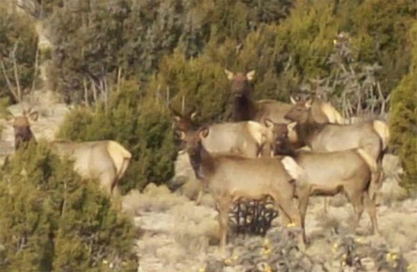Wildlife Game on the ranch are plentiful and include a resident herd of Elk, many Mule Deer, Mountain Lion, Antelope, Black Bear, Scaled Quail, Mourning Dove, and an ample mix of small game such