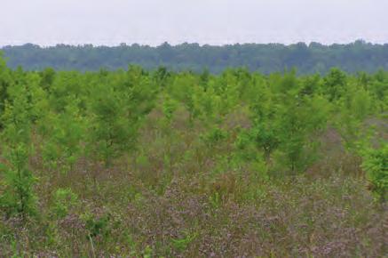 linda silmon The Linda Silmon easement property encompasses two tracts totaling approximately 1,289 acres, includes Wild Horse Bayou and is located in Tensas Parish about 12 miles northwest of
