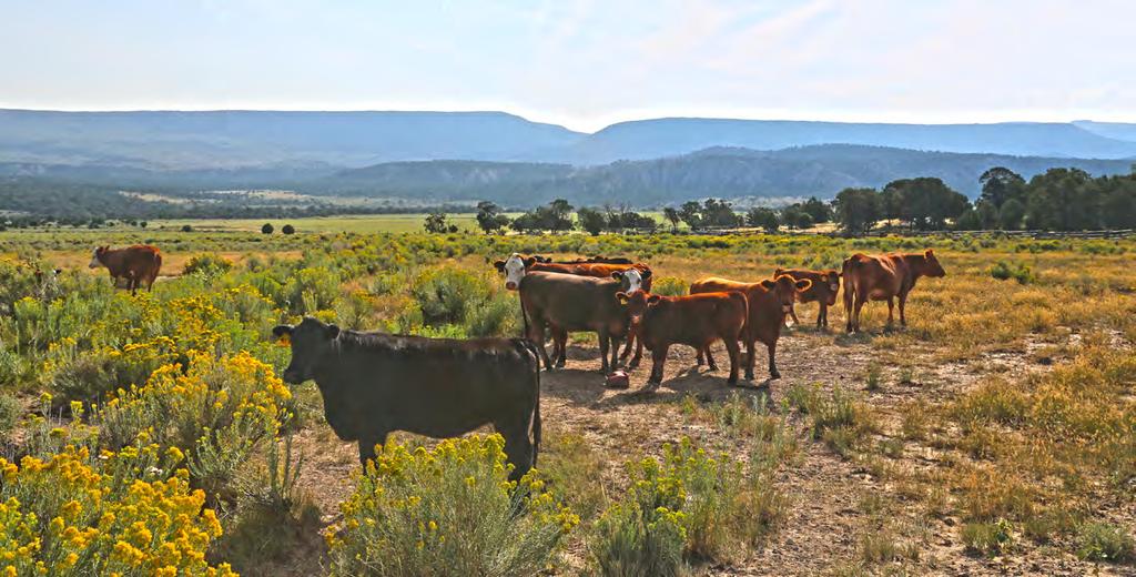ACREAGE AND DESCRIPTION Dry Creek Basin Ranch has historically been a year round operation including hunting, irrigated hay production, and cattle and sheep