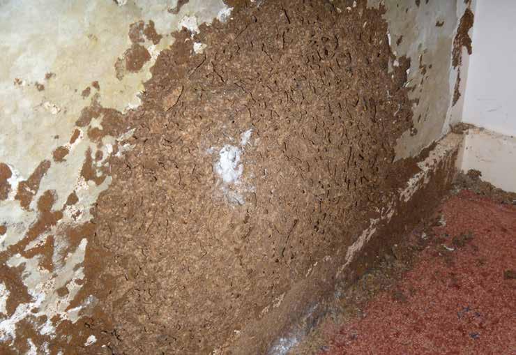 the termites would have caused major structural damage to this home costing the vendors thousands of dollars to fix.