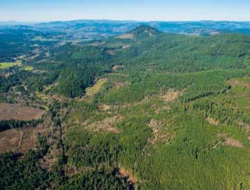 $295,000 to $1,458,000 220± acre timber tract with 12± to 21± year-old Douglas-fir reproduction and 20± year-old red alder