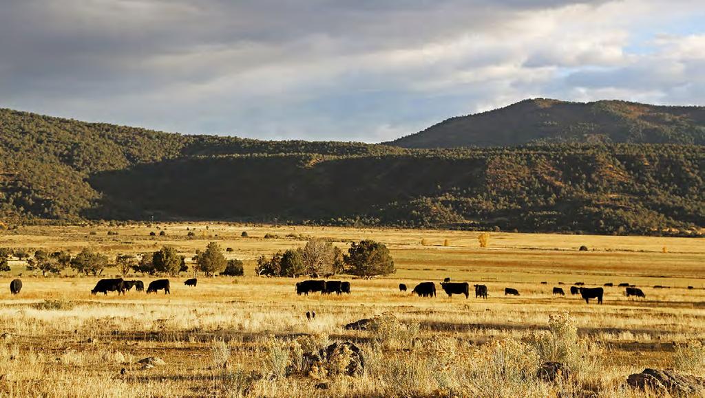 RANCHING OPERATIONS The Buckhorn Mountain Ranch is a true four-season cattle operation with 400± acres of irrigated hay meadows and excellent seasonal pastures.