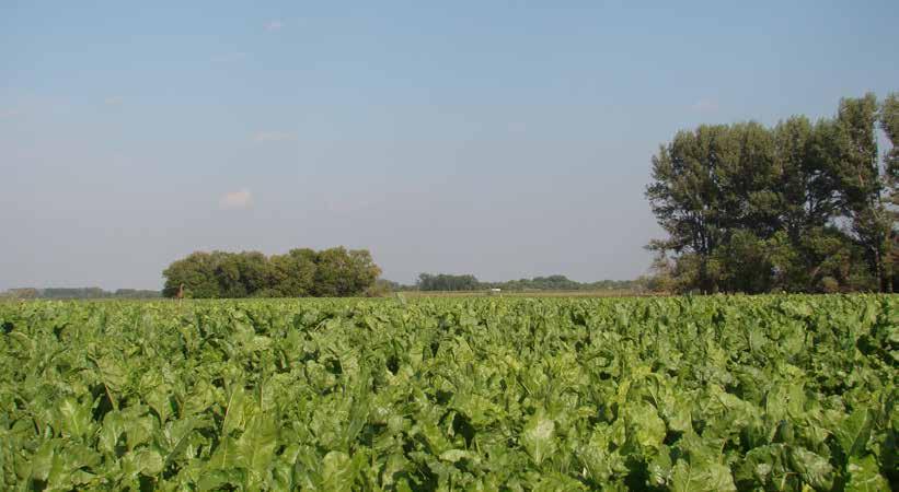 General Information Auction Note: This property highlights high-quality cropland near