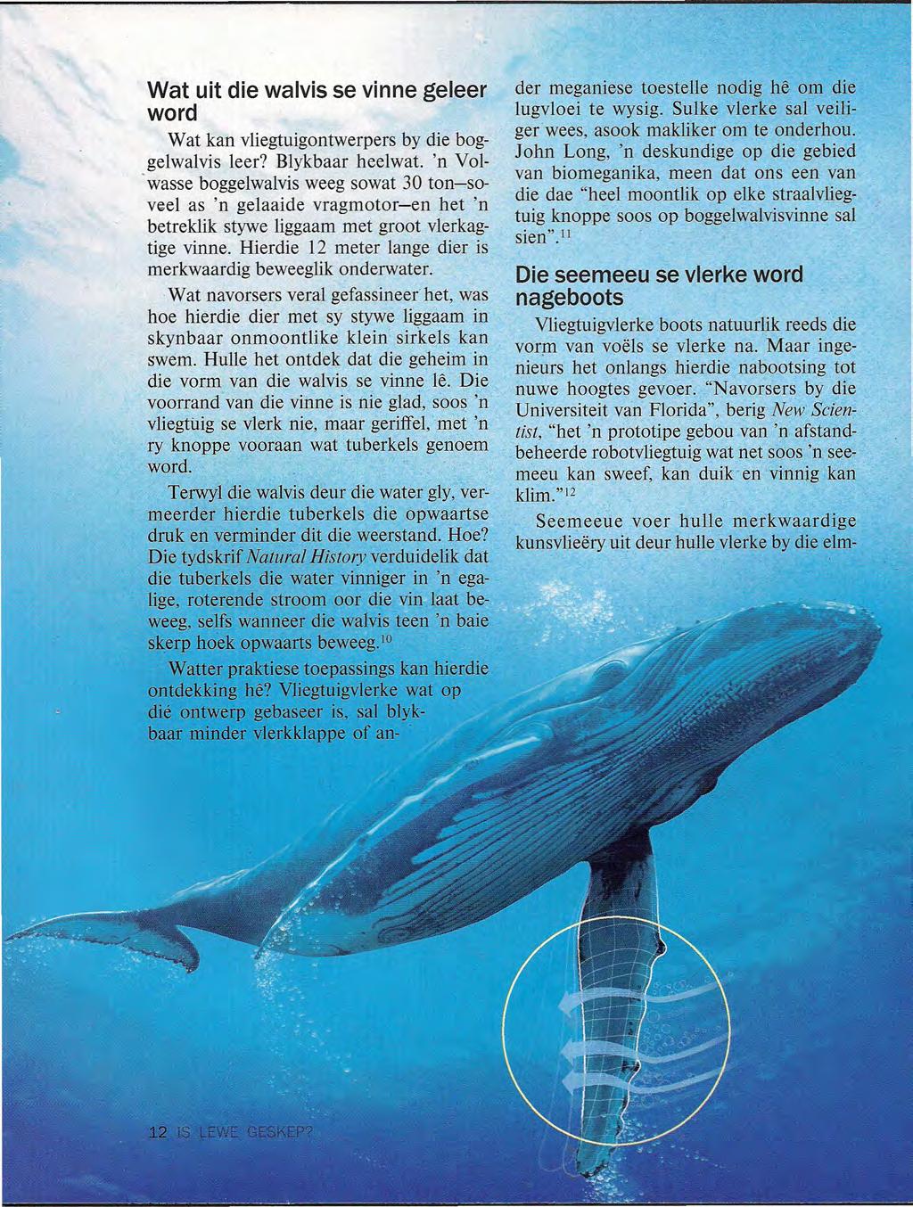 Wat uit die walvis se vinne geleer word Wat kan vliegtuigontwerpers by die boggelwalvis leer? Blykbaar heelwat. 'n Vol-.