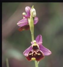Orchideeën-Expeditioun VUn 13 BIS 15JOER 4 Euro 14.00 Auer (bis 17.00 Auer) P+R Howald Donneschdes, den 19.