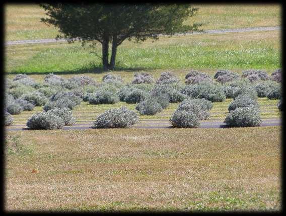 Lavender Plants Voorhees Farm Montgomery Township (Preserved