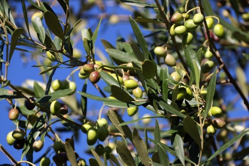 Land of 39 hectares facing the Maldives of Salento 2,000 olive trees of which 250 young (30 years) and 1,750 trees
