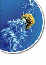 International Conference of translational medicine on pathogenesis and therapy of immunomediated diseases Innate immunity, inflammation and