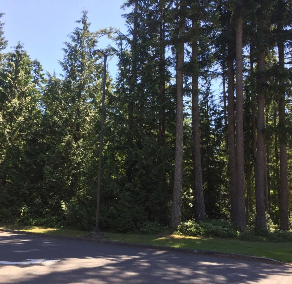 Arborist Report Tree Assessment Forest consists of mainly native species and health appears stable Native species included Douglas-fir, Western Hemlock, Bigleaf Maple, Red Alder and Western Red Cedar