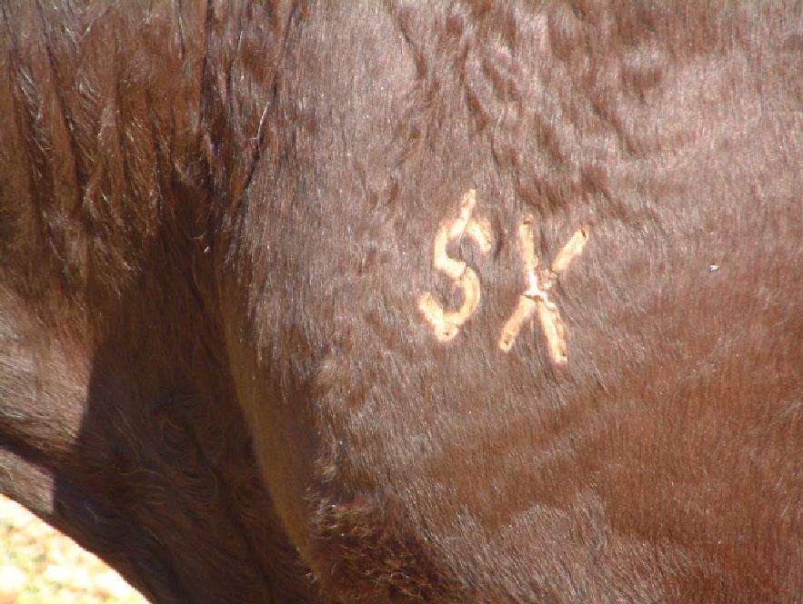 SX Please take note that all bulls have to be branded SX on left shoulder This means that the society has approved the bull has been inspected by 2 Senior judges.
