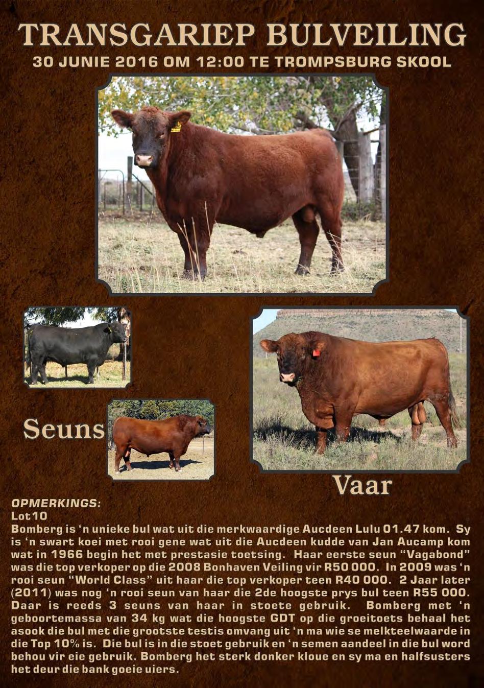 AUCDEEN GENETICS DOING WELL ELSEWHERE. Bomberg sold for R50,000 at the TRANSGARIEP SALE!