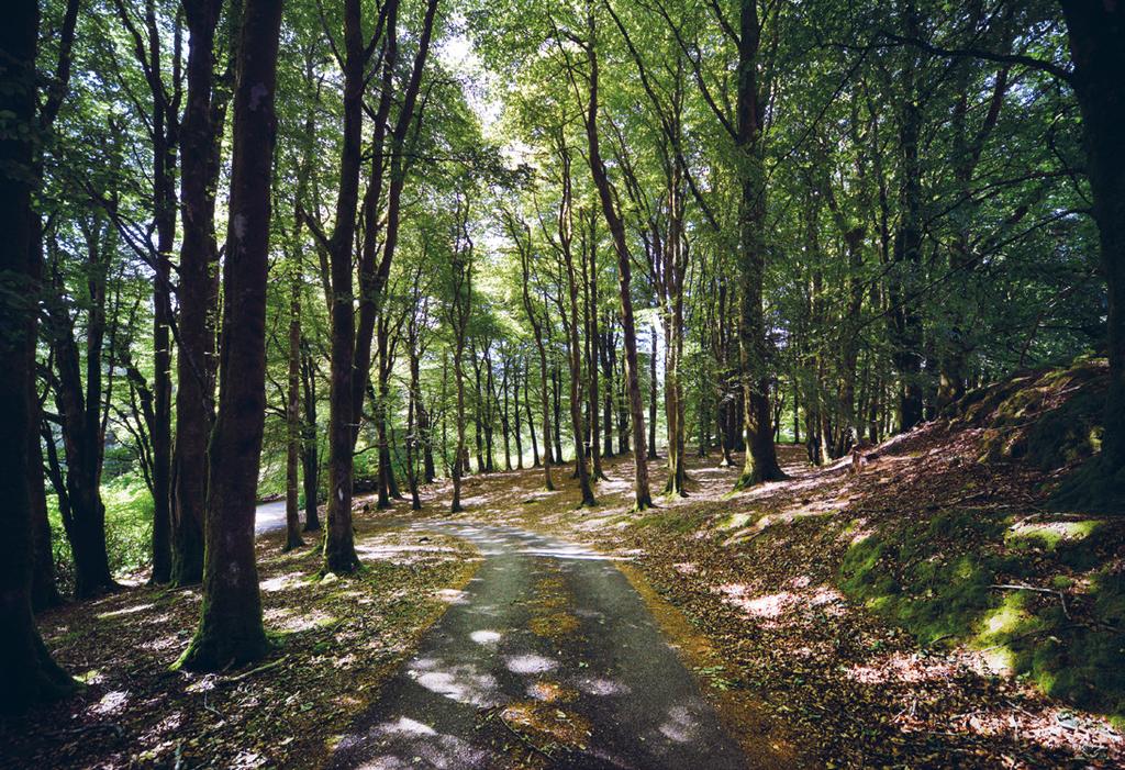 Beech Wood and driveway