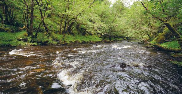 The fishings sit within the Glen Nant National Nature Reserve.