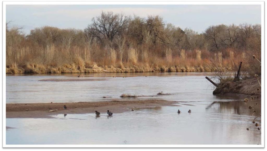 One of the more interesting endeavors along the Rio Grande River directly behind the farm is the completion of habitat to re-establish the