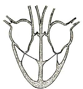 Lewenswetenskappe/V1 15 4.2 Die volgende diagramme toon die hart tydens die kardiale siklus. Die pyltjies verteenwoordig die vloei van bloed.