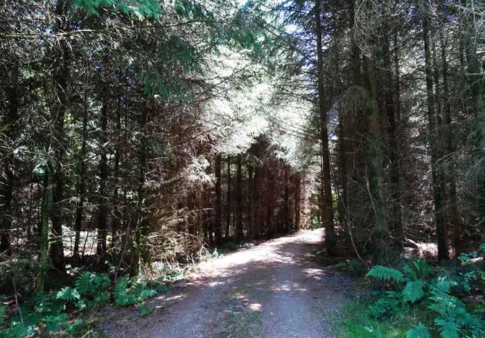 Continue down this lane for a further 350 yards and the entrance to the wood can be found on the left hand side, point A on the sale plan. Please ensure the gate is kept shut.