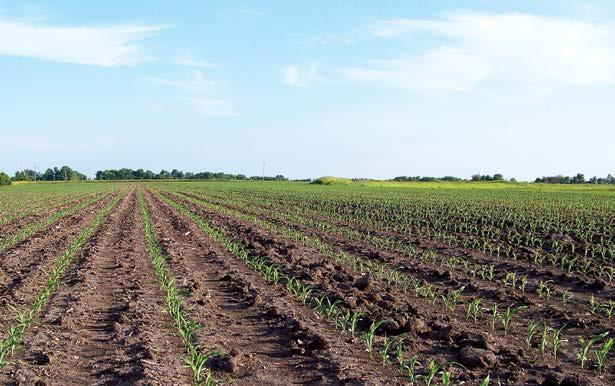 Property Description: Highly productive soils, large contiguous tracts, easily irrigated pipe and wire already in place, mostly tillable acres. Block FF on FNC Website www.farmersnational.com/chs.