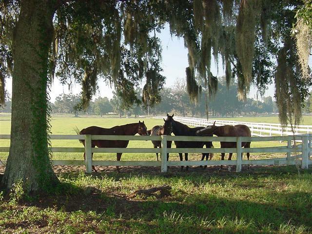 Horses in Marion County, Florida. ELCR photo. PURCHASE