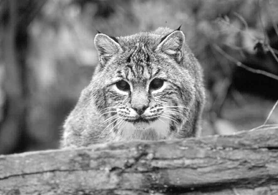 A C L O S E R L O O K The Surprisingly Common Bobcat: A Loner in Our Midst Each year, the New York State Department of Environmental Conservation (DEC) receives many reports from people who think