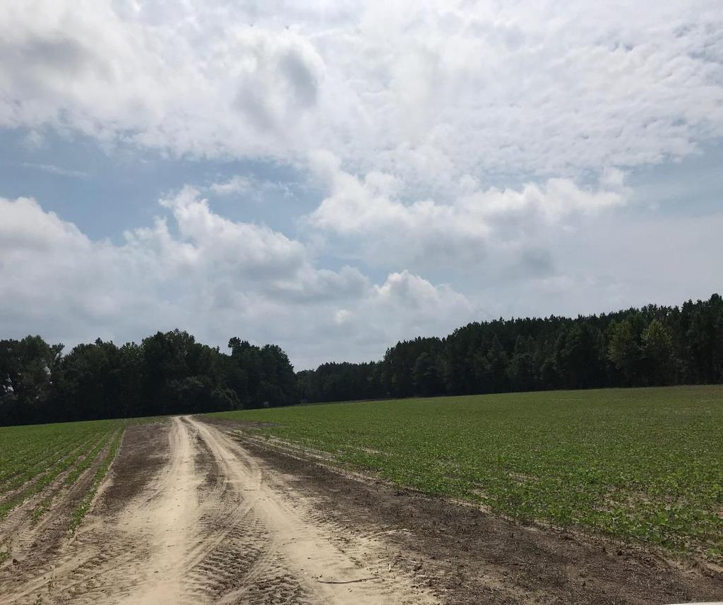 Approximately 167 acres of the property is cropland with a sandy soil that is well drained. The topography for the property is mostly level with open canals and ditching.