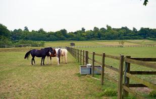8 bay American barn arranged as stabling for 4 horses, tack room and storage open barn, plant and hay barn, garden chalet with WC 5 well