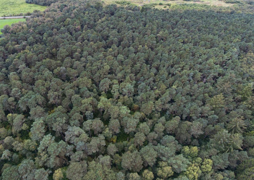DUNMORE WOODS 72.20 Hectares / 178.41 Acres A highly attractive mixed woodland comprising a number of specimen trees, high-yielding commercial conifers and an area of land for replanting.