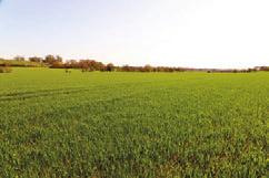 LAND The land comprises approximately 162 acres of versatile and productive arable and grassland which is predominantly level and has good roadside access.