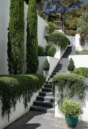 From there, dramatic steps rise to the master terrace patio and are bordered by tiered planters filled with Cypress, lemons, lavender, and rosemary.