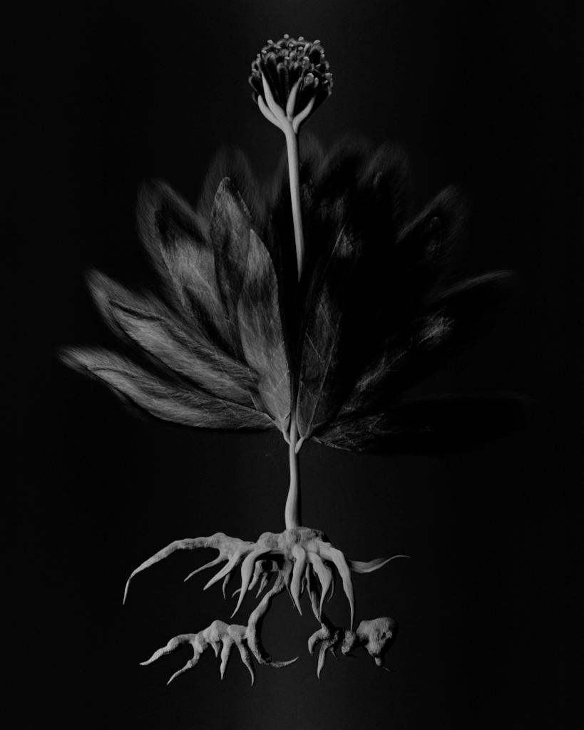Voynich Botanical Studies, Specimen 55v Zima,