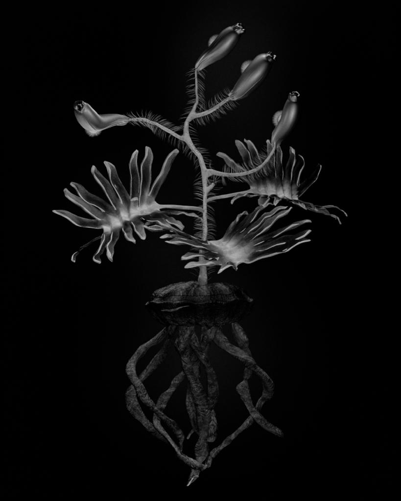 Voynich Botanical Studies, Specimen 06r Leto,