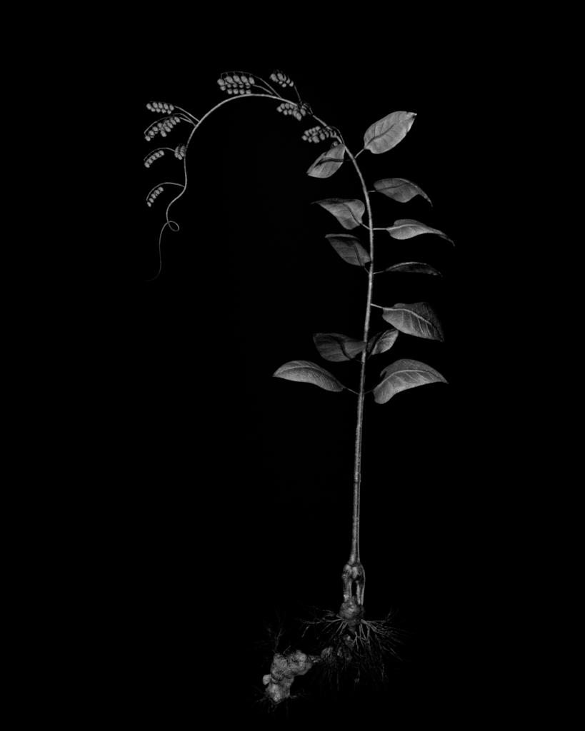 Voynich Botanical Studies, Specimen 17v Zima,