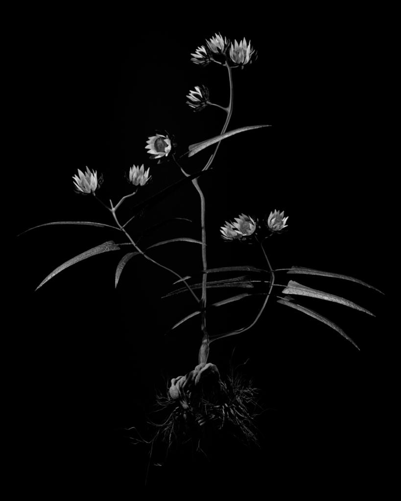 Voynich Botanical Studies, Specimen 20v Zima,