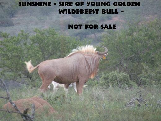 8 Covered by a Golden Gemsbok Bull Seller: Buffalo Kloof Lot 35 Buffalo Heifer
