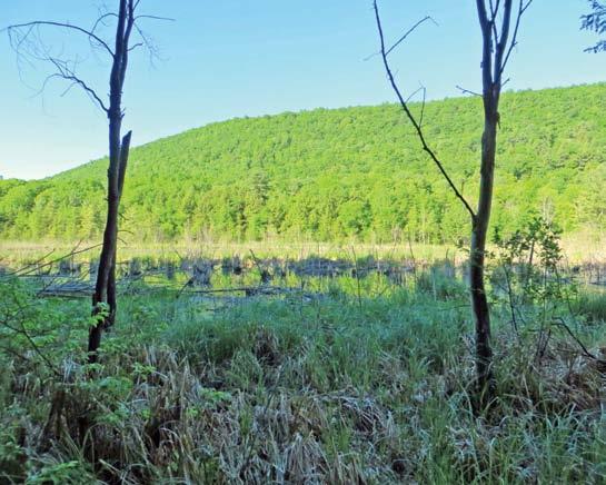Land Purchase Protects Key Stretch of Finger Lakes Trail The New York State Department of Conservation recently purchased over 50 wooded acres adjacent to Texas Hollow State Forest in Schuyler County.