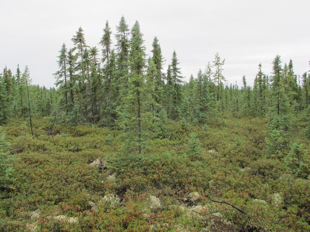 Black spruce bog and dense Labrador tea understory at Walters Conservation Site in our