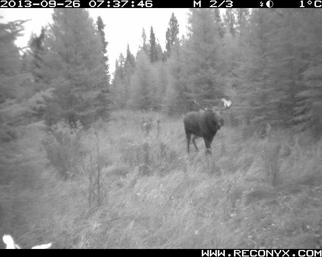 A bull moose captured by a trail camera at Di Santo Conservation Site in our Central Region.