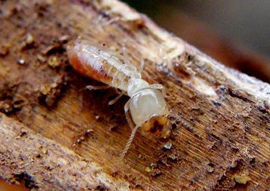 Termites Termites will quickly eat through a property and can cause extensive damage.