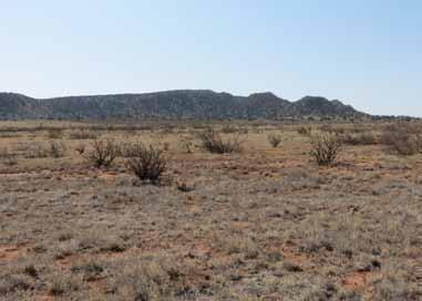 Scattered concentrations of mesquite and cholla are found in the lower flats and juniper becomes common as the ranch transitions to the more rugged mesa side slopes.