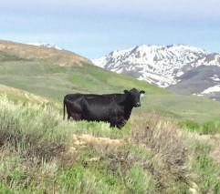 This is a commercial cow-calf business and the cattle are bred, born and raised on high mountains and beautiful meadows using industry-leading natural calving and animal husbandry