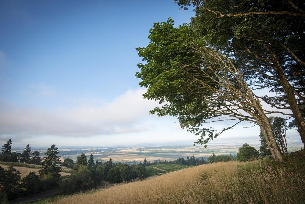 LAND FOR SALE SKYLINE ROAD S SALEM, OR 97306 PROPERTY OVERVIEW Willamette Valley AVA acreage with gorgeous views overlooking Ankeny wine country, the Willamette River, and the Coastal mountain range.
