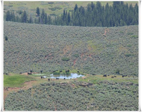 Acreage 2,960± Acres Deeded 300± Acres BLM Lease 3,260± Acres Total Property Description The ~2,960± deeded acres of the Yorgason Mountain Camp lie within a single block of land.