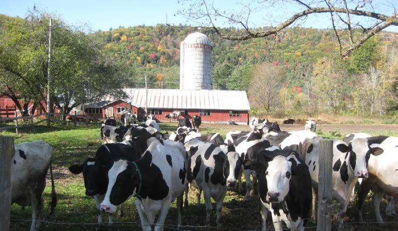 Recent Example #3 New Hope Farm, Thetford, VT 45 acres with 28 acres of prime soil and over 900 feet of Connecticut River shoreline 60+ head