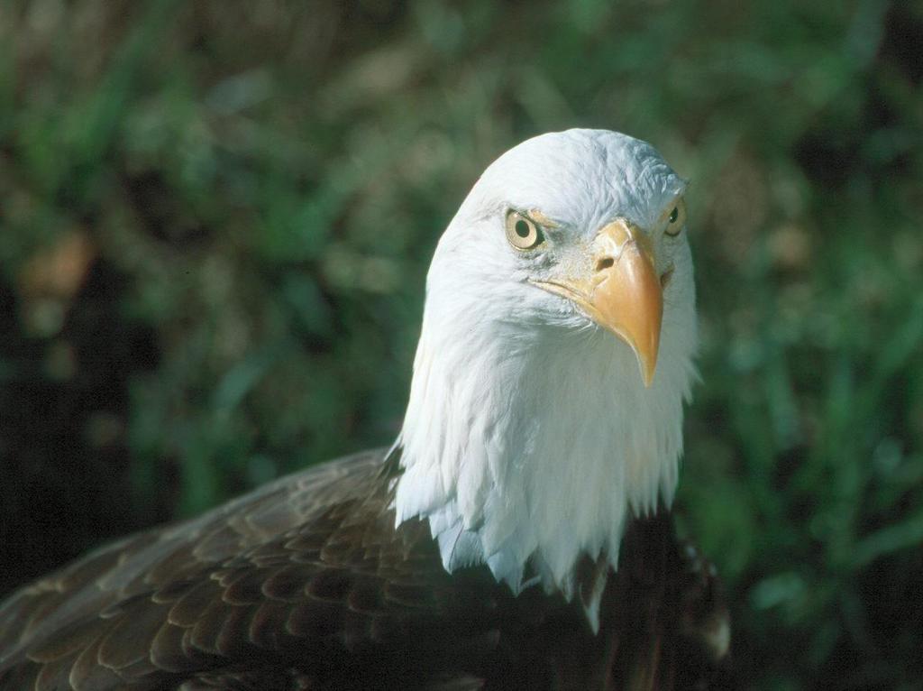 In April 2008, the Florida Fish and Wildlife Conservation Commission approved a final bald eagle management plan and removed the bald eagle from the