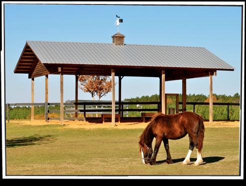 Horse Shade Pavilion Is equipped with an automatic waterer, 2 feed stations,