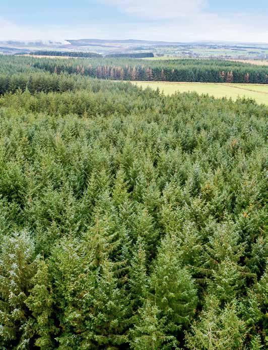 TAXATION After two years ownership, commercially managed woods qualify for 100% relief from Inheritance Tax. Timber sales are free of all Income Tax and do not attract Capital Gains Tax.