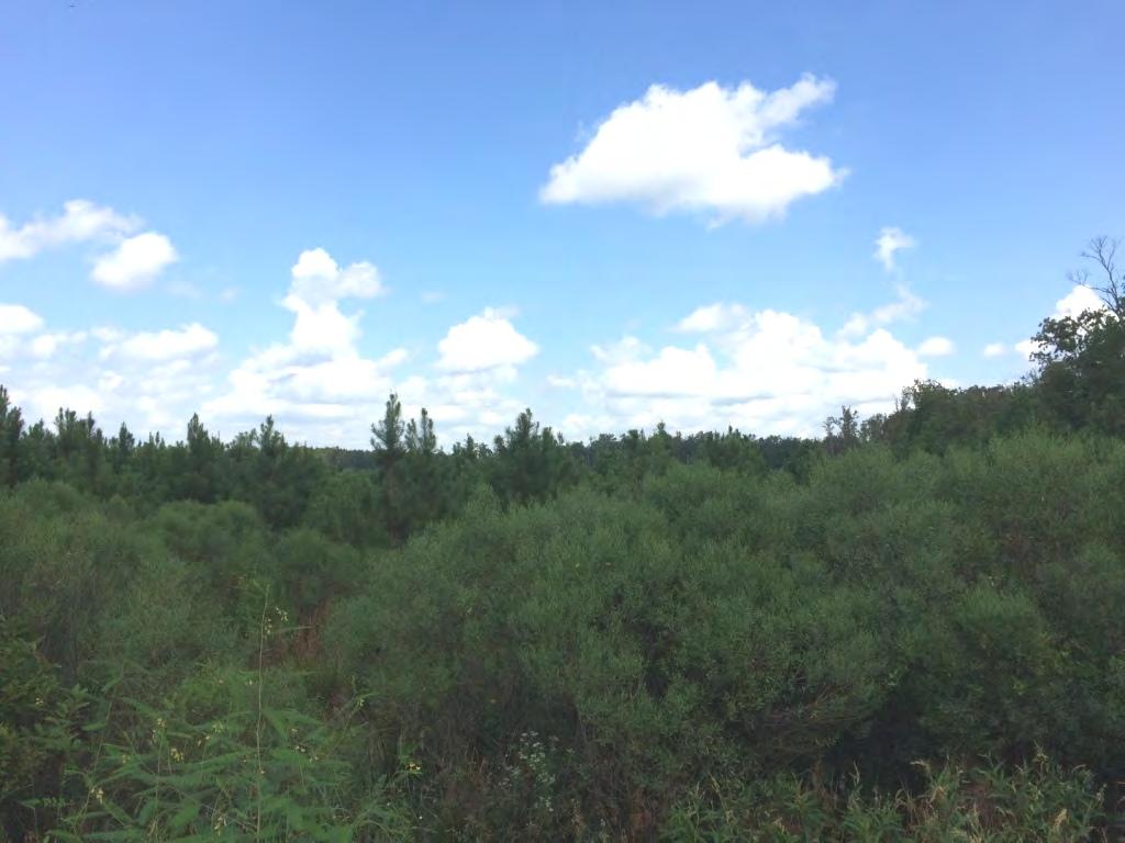 has been authorized to manage the sale of the Witherspoon East Tract described as SE¼ of NW¼, Section 35, located in Township 6 South, Range 19 West, containing 40 acres, more or less, Hot Spring