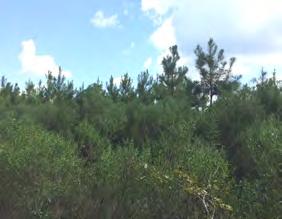 Tract was sheared, piled, and in 2012 about 35 acres was planted with 2nd generation loblolly pine seedlings with herbaceous weed control applied.
