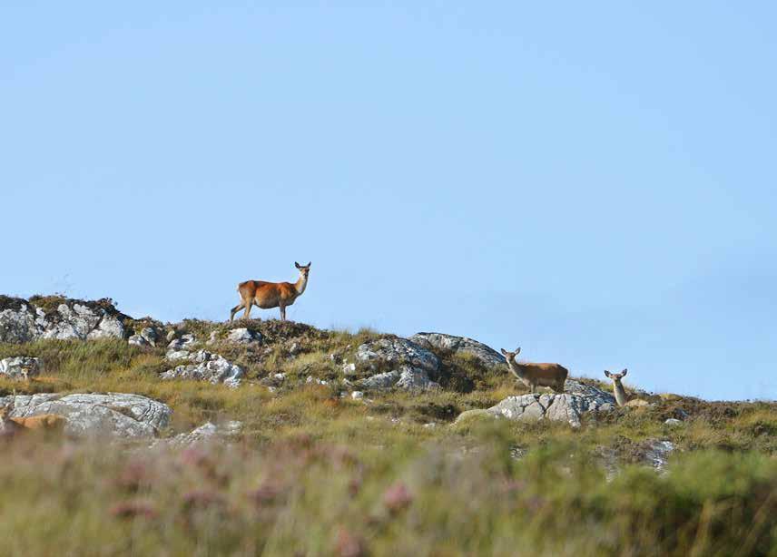 SPORTINGS STALKING Fearna is compact but due to relatively low altitude and pockets of good quality grazing it has a small herd of resident hinds.