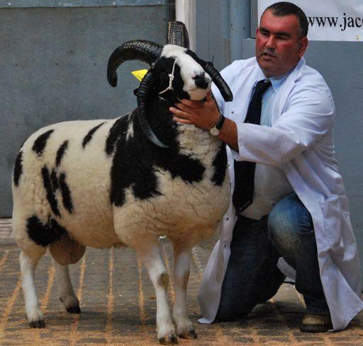JOHN SWAN LIMITED Auctioneers, Valuers & Estate Agents JACOB SHEEP SOCIETY LTD Official Scottish Regional Show and Sale On Farm Flock Competition 12 th, 13 th & 14 th October See our website for