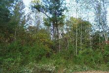 approximately 75 acres of land. this property offers opportunity for hunting or four wheeling.